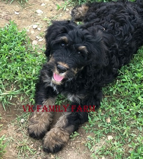 V.K. Family Farm | Bernese Mountain & Bernedoodle Puppies ...