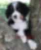 Standard Bernedoodle