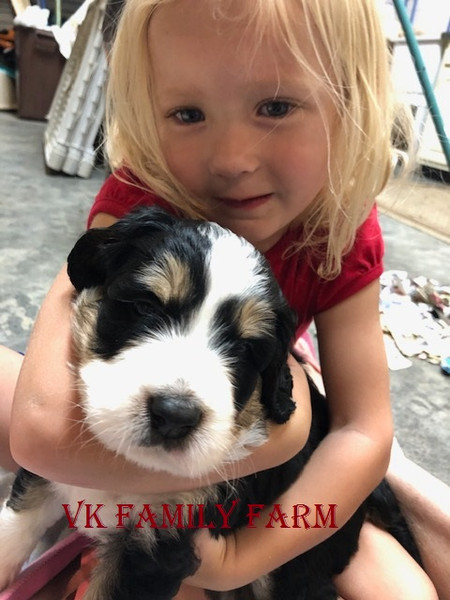 V.K. Family Farm | Bernese Mountain & Bernedoodle Puppies ...