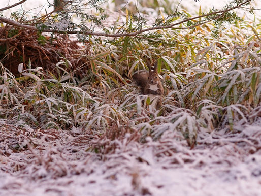 北海道神宮で…