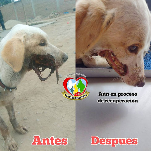 CASO BLANQUITA.jpg