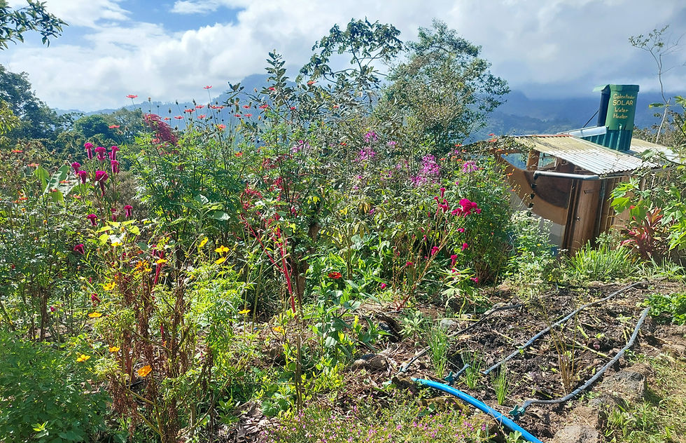 Grow Your Future: Join the 2026 Permaculture Design Course at Finca Sol y Valle