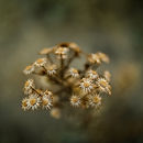Daisies.jpg