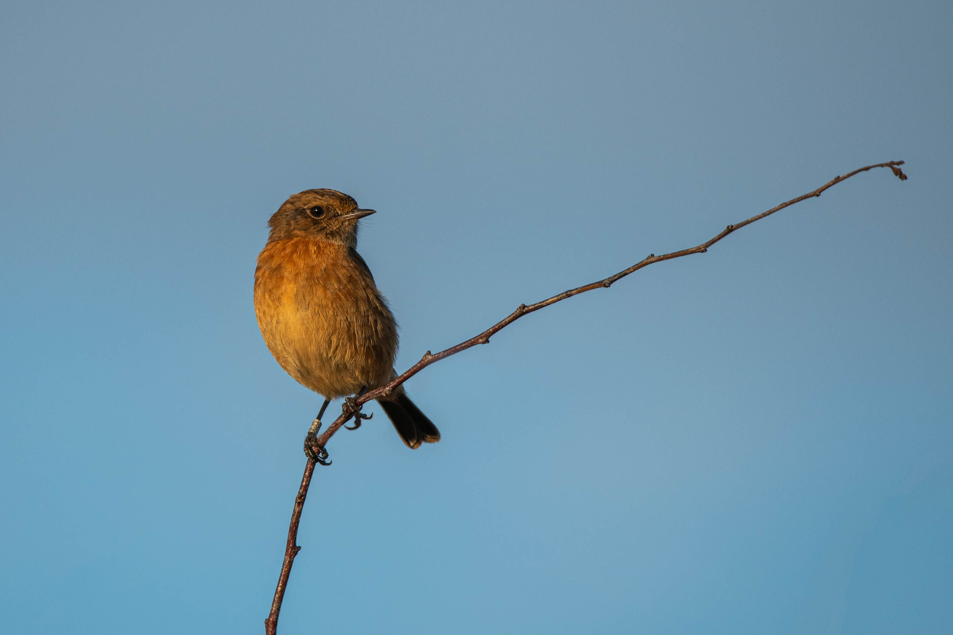 Stonechat