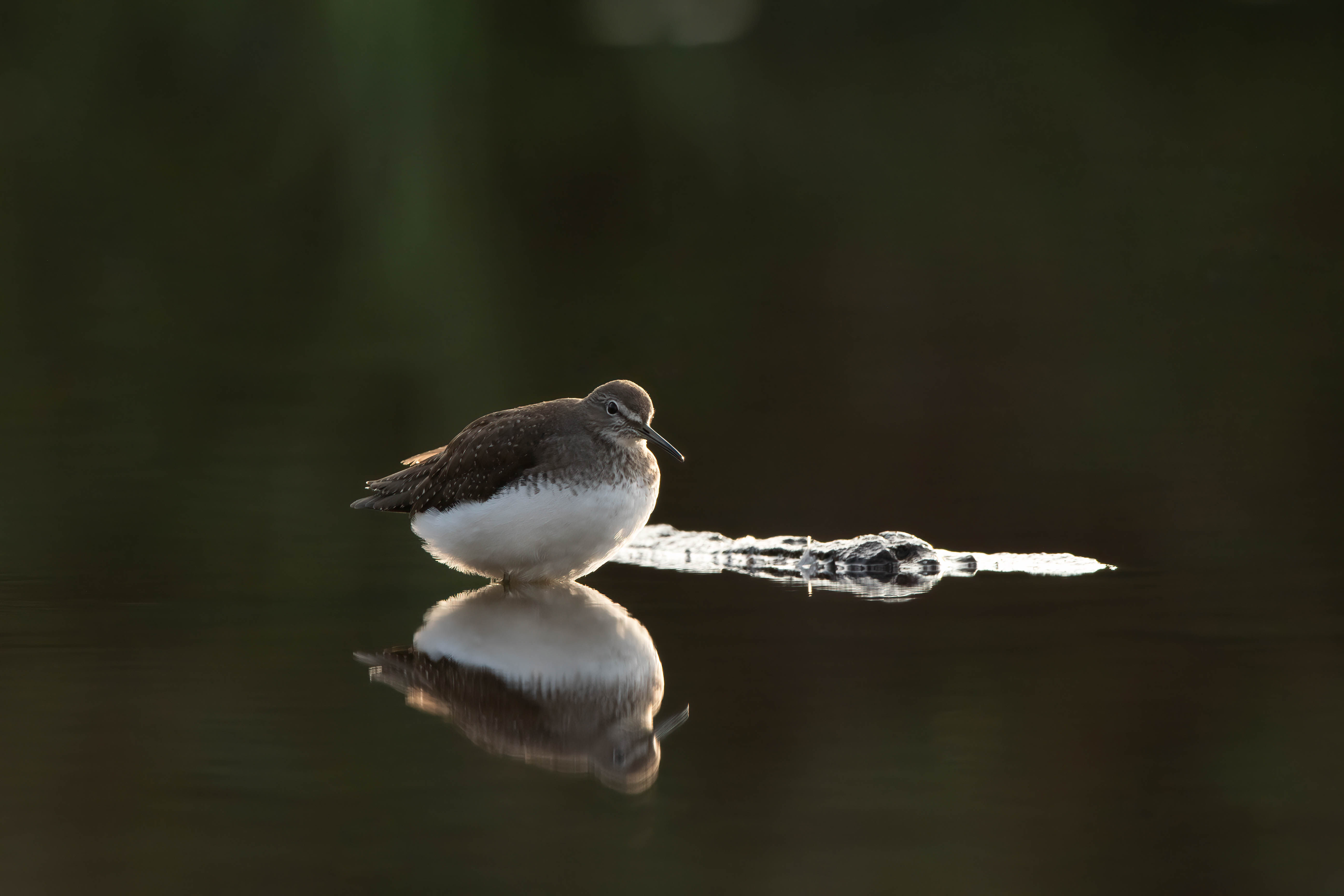 Green Sandpiper