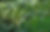 Vineyard Italy Small.jpg