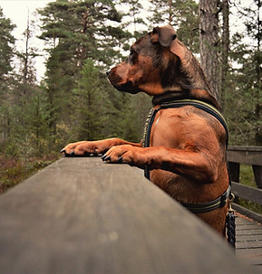 dog walker pet care chambersburg pennsylvania