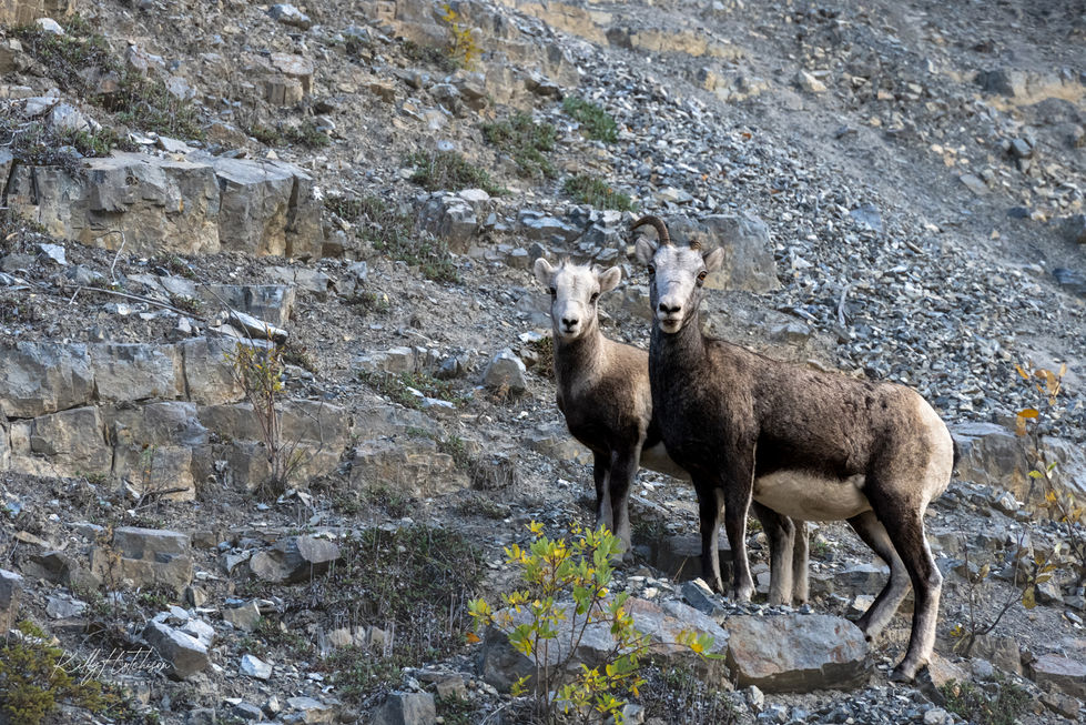 Stone_Sheep_misc_1099