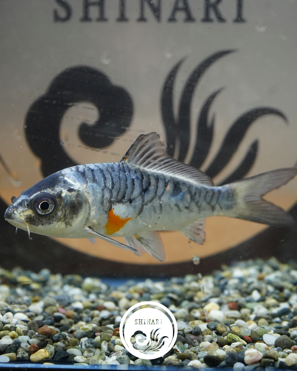 サムネイル： 輝黒龍　当歳　塩田養鯉場産　13cm