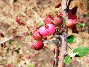 Impulsan al membrillo cimarrón como fruta alternativa