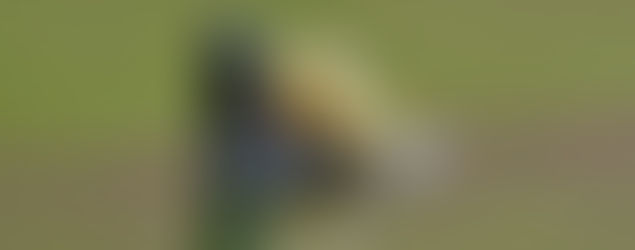 Presenta tus proyectos en la 6a Semana de la Diversidad Biológica