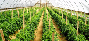 Realiza proyectos en agricultura hidropónica de fresas