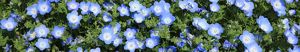 野生の花