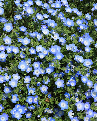 Wild Flowers