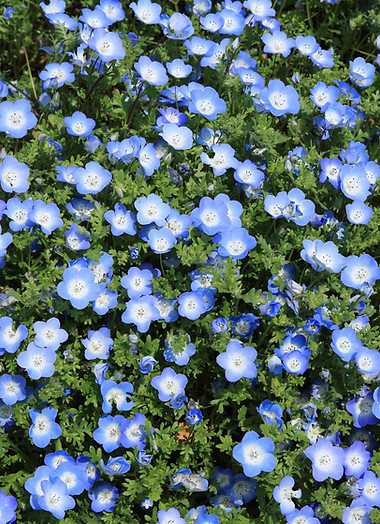 Wild Flowers