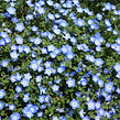 Wild Flowers