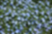 Wild Flowers
