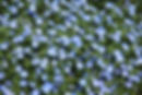 Wild Flowers