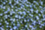 Wild Flowers