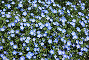 Wild Flowers