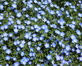fleurs sauvages