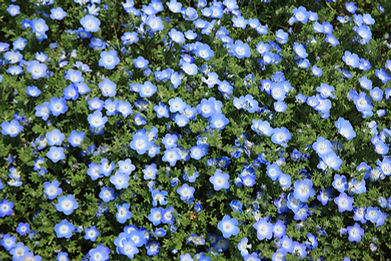 Wildblumen