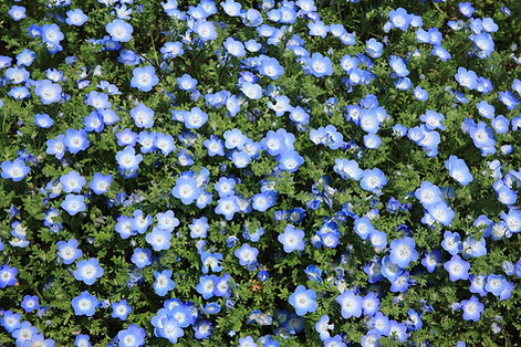 Wild Flowers