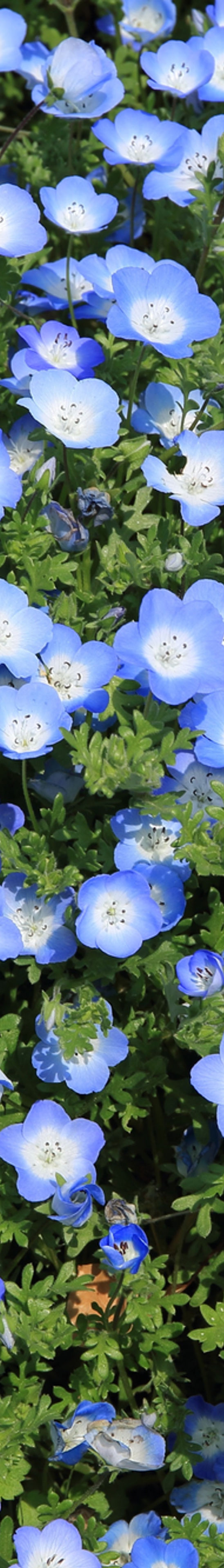 Wild Flowers