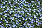 Bougies Fleuries