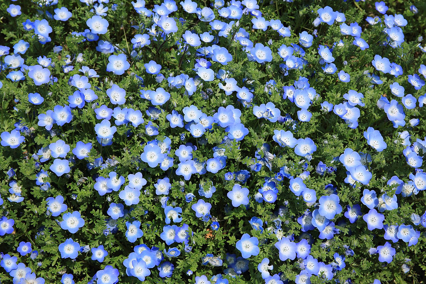 fleurs sauvages