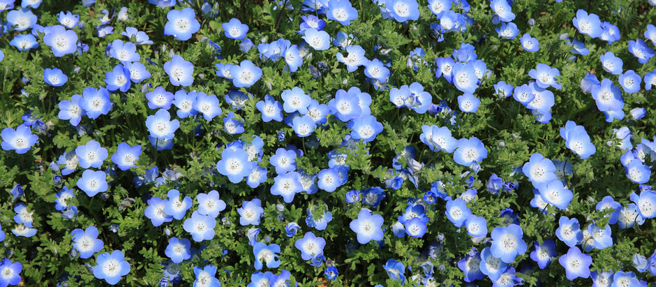 A sea of forget me nots