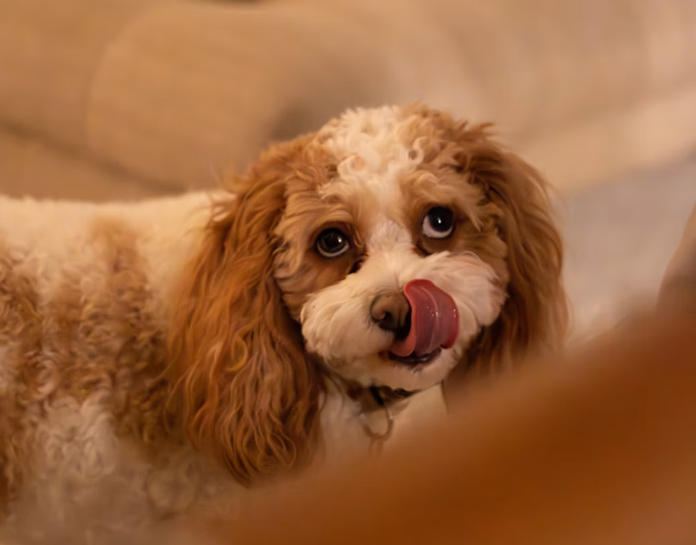 Why-Does-My-Dog-Lick-Me-So-Much.jpg