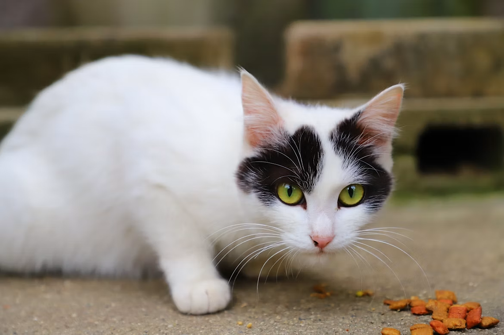 Senior-Cat-Nutrition.jpg