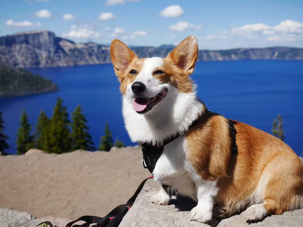 Corgi.jpg