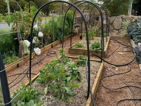 July In The Garden