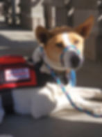 Thumbnail: No-Pull Medium (5/16") 6-ft, Slip Style Training Leash