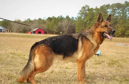 Helensberg German Shepherd Puppies For Sale In South North Carolina