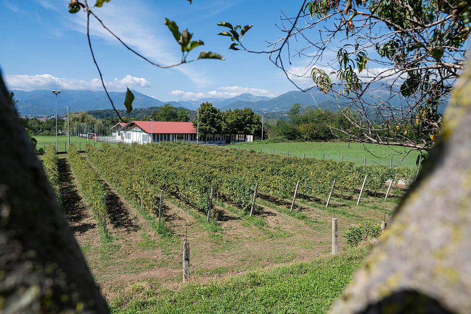 Cantina Tribus con vigneto e sfondo delle montagne