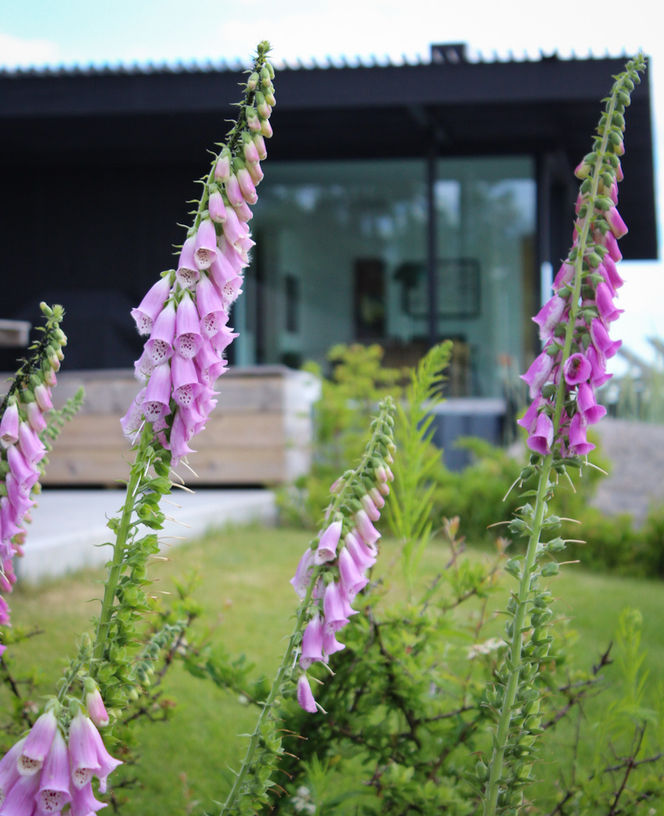 premium garden architecture with Swedish plants