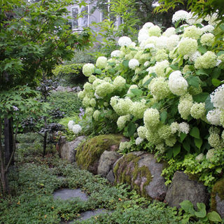 garden architecture with a low field stone wall with hydrangeas and ground cover