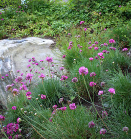 modern garden design archipelago