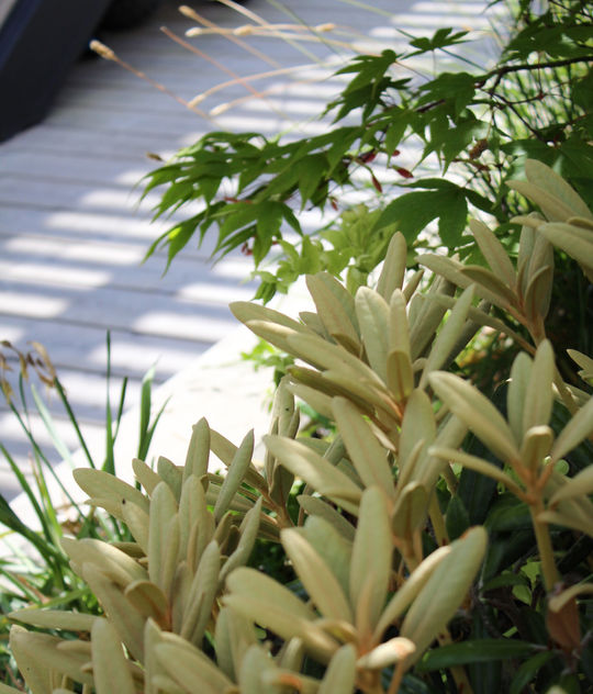 premium Japanese garden design