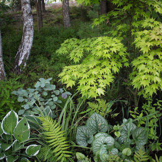 woodland with maples, ferns and hostas