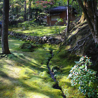 a stream in a moss garden