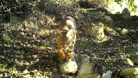 Día del Patrimonio: Conaf abrirá gratuitamente las áreas silvestres protegidas este fin de semana