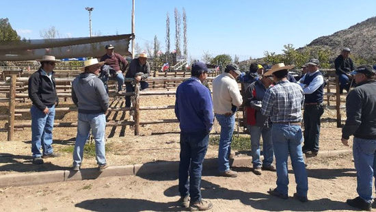 27 ganaderos de Calle Larga viajan por 2da vez a Melipilla a Feria Ganadera