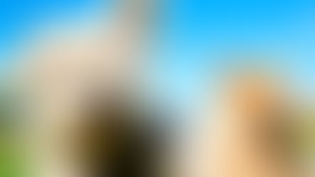 Cómo proteger a tu mascota de las altas temperaturas anunciadas