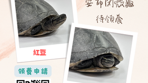 安布閉殼龜
