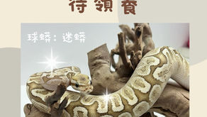 球蟒 迷蟒(已被領養)