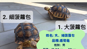 盾臂陸龜 ~ 大、細菠蘿包